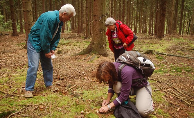 Pilze sammeln schadet weder dem Pilzbestand, noch dem Wald (Foto: ThüringenForst) Pilze sammeln schadet weder dem Pilzbestand, noch dem Wald (Foto: ThüringenForst)