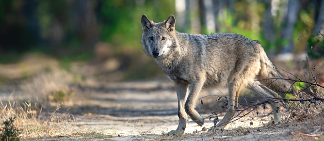 Meister Isegrim ist zur&uuml;ck (Foto: Kathleen Gerber)