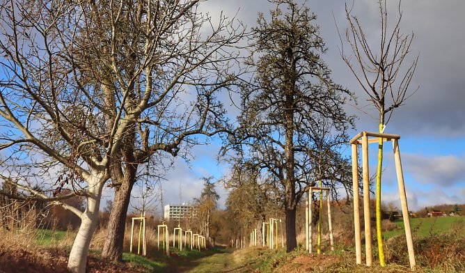 Nachpflanzung von achtzig Bäumen in der Windlücke (Foto: SWG) Nachpflanzung von achtzig Bäumen in der Windlücke (Foto: SWG)