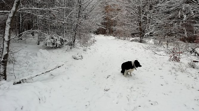 Ideale Rodelbedingungen im Harz (Foto: W.J&ouml;rgens)