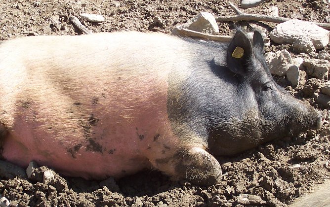 Viel Gl&uuml;ck im neuen Jahr w&uuml;nscht das Redaktions-Team (Foto: oas)