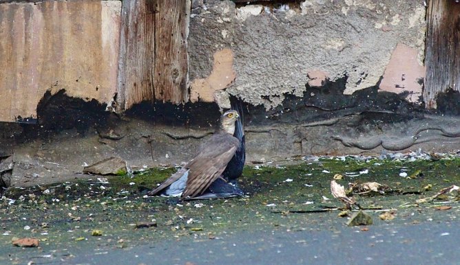 Habicht erlegt eine Taube in seinem Jagdrevier (Foto: Eva Maria Wiegand) Habicht erlegt eine Taube in seinem Jagdrevier (Foto: Eva Maria Wiegand)