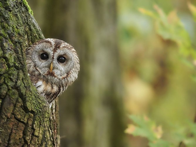 Waldkautz (Foto: Peter K&uuml;hn)
