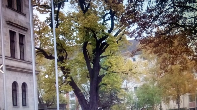 Laut Baumkataster brachte es die Linde beim Amtsgericht auf etwa 300 Jahre. Der sch&uuml;tzenswerte Veteran hat in seinem langen Leben Blitzeinschl&auml;ge, Hitze- und D&uuml;rreperioden bislang gut &uuml;berstanden. (Foto: Anton Adlerauge)