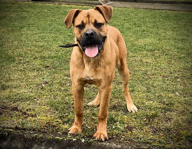 Tier der Woche: Rocky (Foto: Tierheim Nordhausen) Tier der Woche: Rocky (Foto: Tierheim Nordhausen)