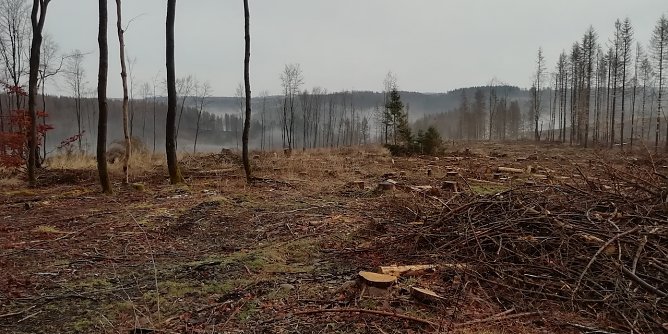 4 Grad plus, Windstille und Nebel in den Tallagen meldet der Harz heute (Foto: W.Jörgens) 4 Grad plus, Windstille und Nebel in den Tallagen meldet der Harz heute (Foto: W.Jörgens)