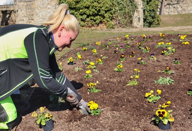 Pflanzarbeiten auf dem Petersberg (Foto: Stadtverwaltung Nordhausen)