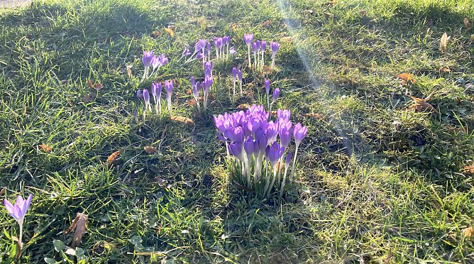 Der Frühling kommt weiter mit Nachtfrösten (Foto: oas) Der Frühling kommt weiter mit Nachtfrösten (Foto: oas)