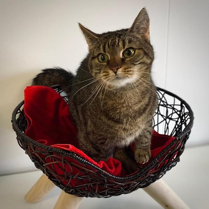 Tier der Woche: Sissi (Foto: Tierheim Nordhausen)