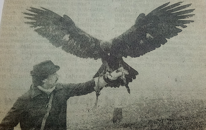 Diese Aufnahme erfolgte im Dezember 1987. An einem neblig-tr&uuml;ben Tag. Reinhold K&ouml;rner geh&ouml;rte zu den vier Falknern der Republik, die einen Adler als Beizvogel besa&szlig;en.                                                          (Foto: Herbert Wolff)