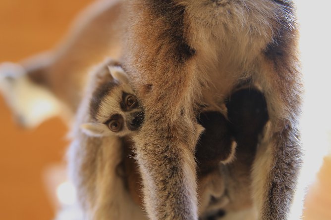 Kattaweibchen adoptiert fremdes Affenbaby (Foto: S. Dietzel)