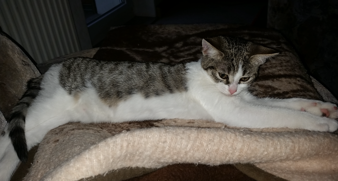 Wo ist Bonny? (Foto: privat) Wo ist Bonny? (Foto: privat)