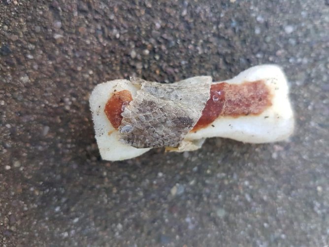 Gefundene Giftköder (Foto: S. Dietzel) Gefundene Giftköder (Foto: S. Dietzel)