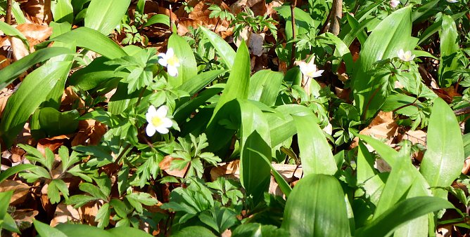 Bärlauchanemonenwald (Foto: A.Apel) Bärlauchanemonenwald (Foto: A.Apel)