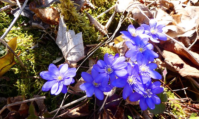Leberblümchen in Großaufnahme (Foto: A.Apel) Leberblümchen in Großaufnahme (Foto: A.Apel)