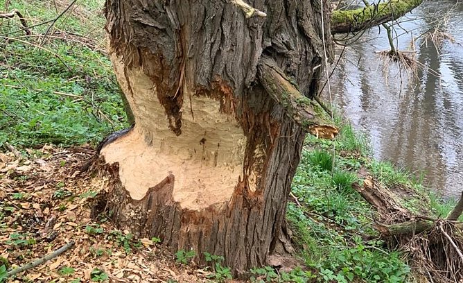 Biberfra&szlig;stelle an der Helme bei Nordhausen (Foto: privat)