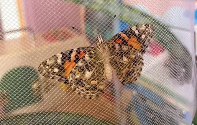 Schmetterlingsprojekt im Kindergarten (Foto: K.Krusche)