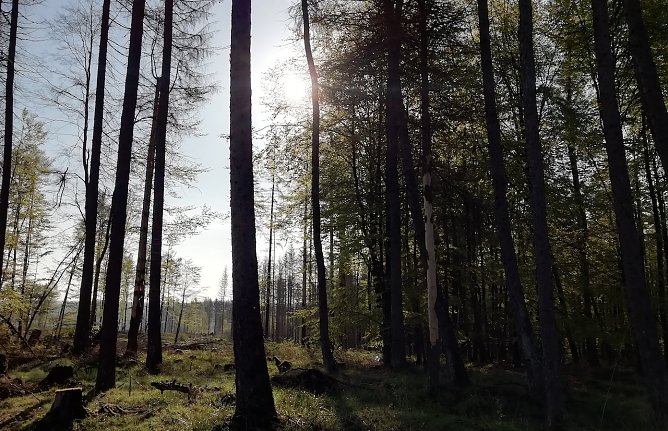 In Sophienhof waren es heute morgen 6 Grad, windstill und wolkenloser Himmel  (Foto: W.J&ouml;rgens)