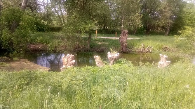 Ob diese Weidenb&auml;ume wieder ausschlagen ist ungewiss. Die Beschneidung dieser B&auml;ume war doch des Guten zuviel. (Foto: Kurt Frank)