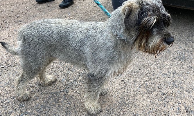 Herrenloser Hund in Nordhausen aufgefunden (Foto: Polizei )