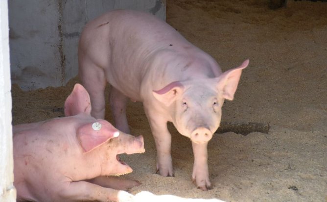 Hoffest im Scheunenhof (Foto: S.Gämkow) Hoffest im Scheunenhof (Foto: S.Gämkow)