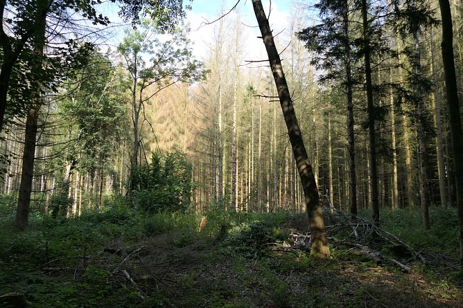 Fichtenwald im S&uuml;dharz (Foto: Anja Apel)