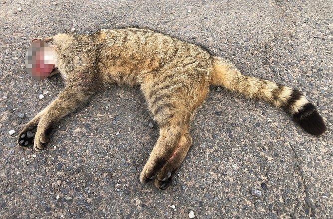 Kein sch&ouml;ner Anblick. Fahrzeugf&uuml;hrer f&auml;hrt nach Zusammenprall einfach weiter. (Foto: S.Dietzel)