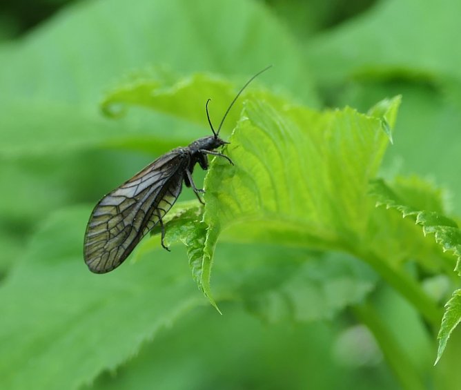 Auch dieser kleine Kerl ist am Wasser zu Hause - die K&ouml;cherfliege (Foto: Anja Apel)