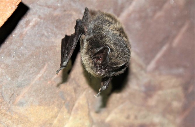 In Neustadt wird man sich am Freitag auf die Suche nach den leisen J&auml;gern der Nacht machen (Foto: Gaetano Fichera)