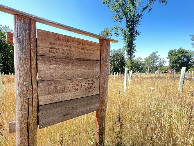 Der "Zukunftswald" bei Harz Rigi wächst langsam (Foto: Stadtverwaltung Nordhausen) Der "Zukunftswald" bei Harz Rigi wächst langsam (Foto: Stadtverwaltung Nordhausen)