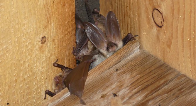 Langohrflederm&auml;use (Foto: P.Schneller)