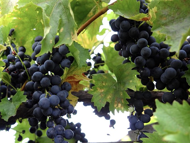 Traubensaftaktion im KILA (Foto: Grit Scholz) Traubensaftaktion im KILA (Foto: Grit Scholz)