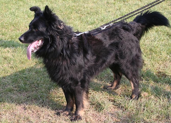 Herrchen oder Frauchen gesucht (Foto: rh)