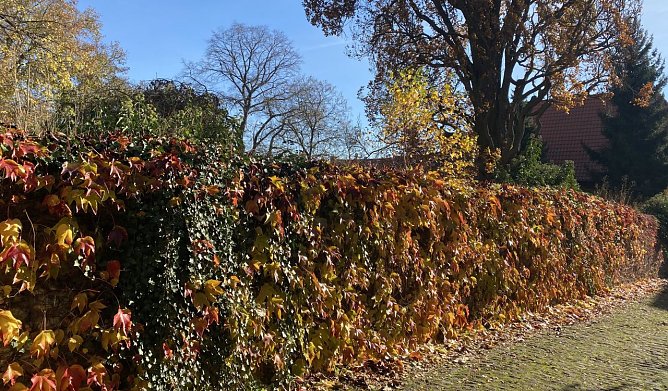 Beginn der bunten Jahreszeit (Foto: oas)