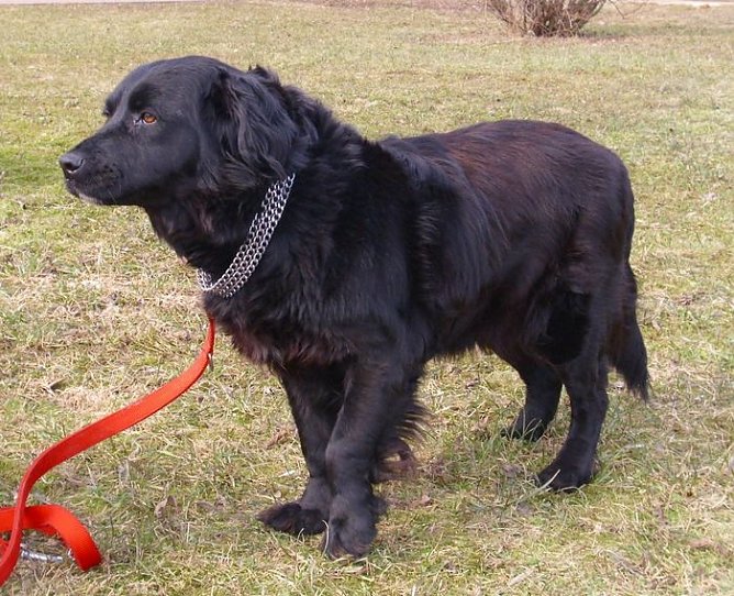 Gina (Foto: C. Knust)