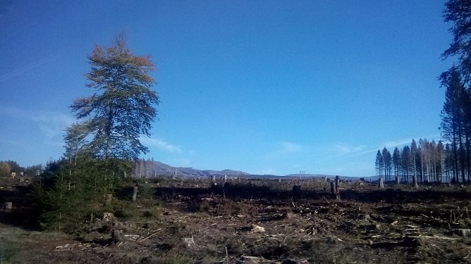 Das Grauen im Harz (Foto: Kurt Frank)