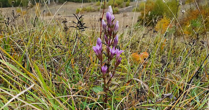Der Deutsche Enzian (Gentianella germanica) geht, wie so viele andere Pflanzen- und Tierarten auch, vielfach unbemerkt und aus verschiedenen menschgemachten Gr&uuml;nden, zur&uuml;ck. Im Landkreis Nordhausen haben wir das Gl&uuml;ck, noch einzelne gr&ouml;&szlig;ere Best&auml;nde beobachten zu k&ouml;nnen. Gerade deswegen aber m&uuml;ssen sich die Verantwortlichen schon jetzt um deren Erhaltung bem&uuml;hen. (Foto: B.Schwarzberg)
