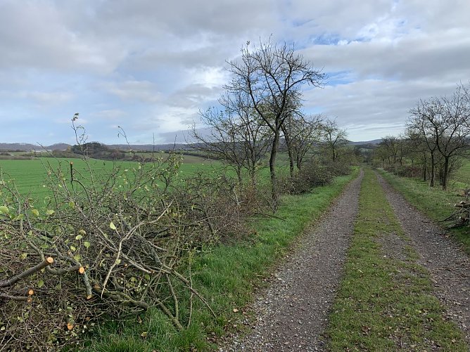 Geh&ouml;lzschnitt am Alleeb&auml;umen in der Gemarkung Buchholz  (Foto: Landschaftspflegeverband S&uuml;dharz/Kyffh&auml;user )