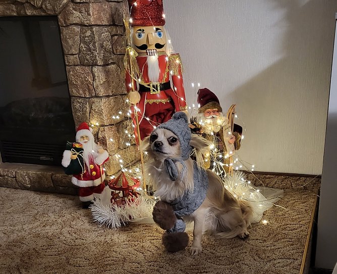 Chihuahua Calvin (Foto: Simone Klein aus Bad Frankenhausen)