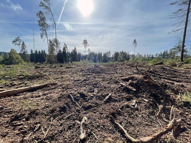 Kahlschlag im Wald (Foto: Franziska Spindler) Kahlschlag im Wald (Foto: Franziska Spindler)