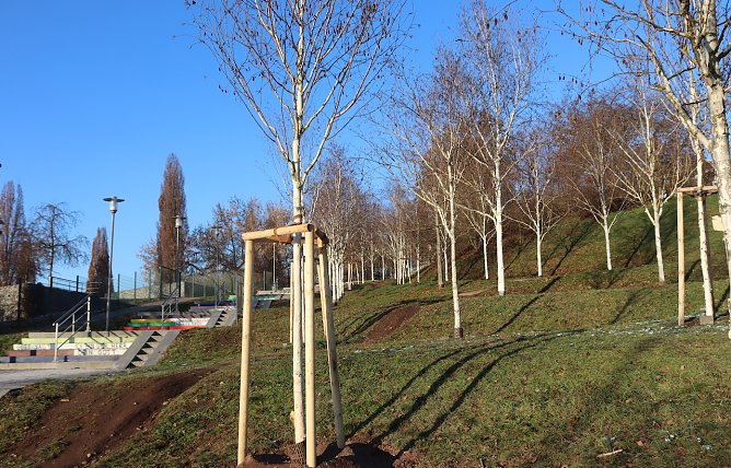 Neupflanzungen im Ehrenhain (Foto: Stadtverwaltung Nordhausen)