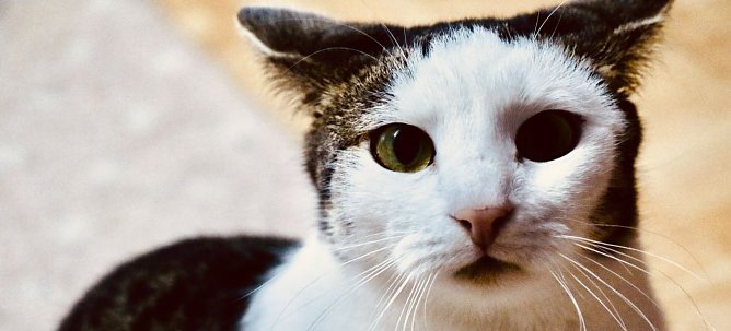 Ein Besuch im Katzenhaus (Foto: agl)