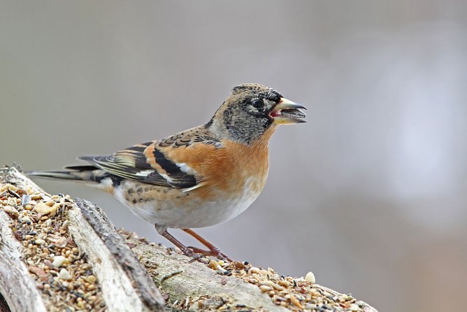 Die Stunde der Wintervögel schlägt wieder ab kommenden Freitag (Foto: Dr. Christoph Moning) Die Stunde der Wintervögel schlägt wieder ab kommenden Freitag (Foto: Dr. Christoph Moning)