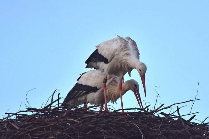 Wei&szlig;st&ouml;rche schon im Januar (Foto: Klaus Schmidt)