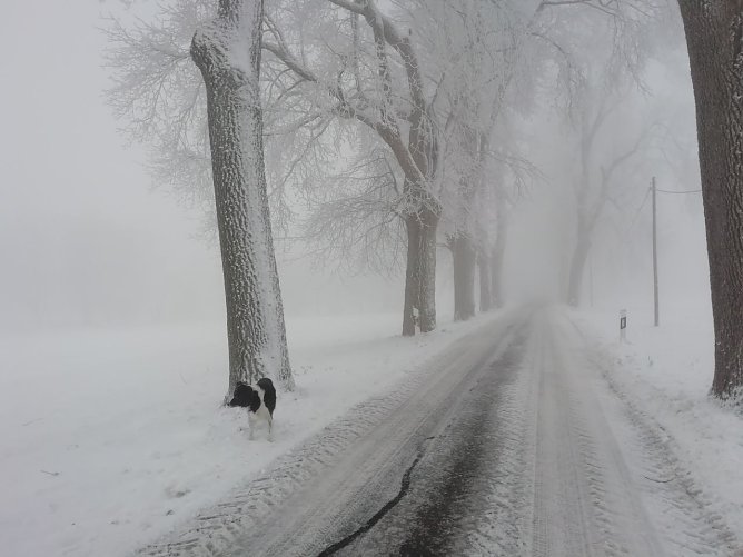 Wei&szlig; und grau zeigt sich der Harz bei Sophienhof (Foto: W. J&ouml;rgens)