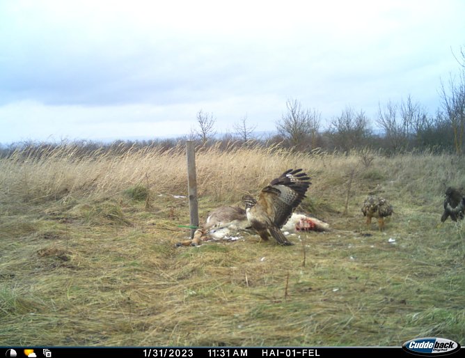 Das neue Forschungsprojekt betrachtet die "Kadaver&ouml;kologie" im Wald (Foto: Nationalpark Hainich)
