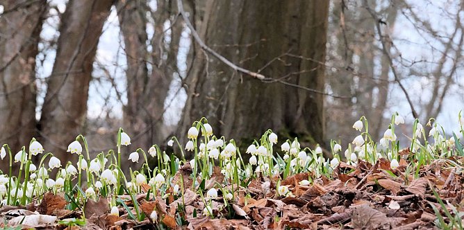 Die vom M&auml;rz ihren Namen erhaltenen Becher erheben schon flei&szlig;ig die H&auml;upter  (Foto: Peter Blei)