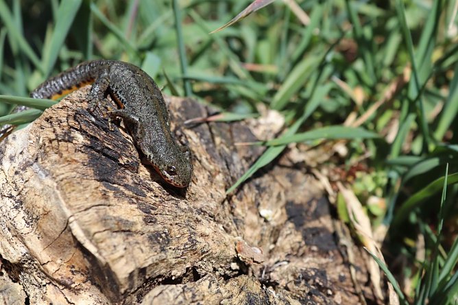 Molch, Frosch und Kr&ouml;te machen sich bald wieder auf dem Weg ins Teichtal bei Hainrode (Foto: Landschaftspflegeverband S&uuml;dharz/Kyffh&auml;user)
