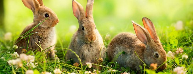Osterhasen (Foto: M.Erdmann)