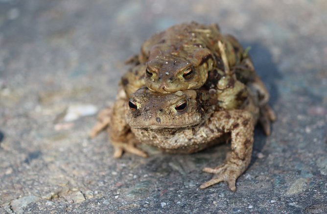 Kr&ouml;ten legen eine Wanderpause ein (Foto: Silke Staubitz)